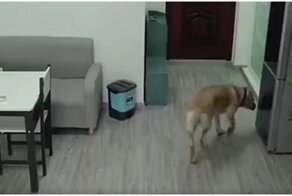 Хитрый пёс научился заметать следы преступления