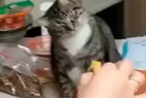 Хозяйка не захотела делиться с котом лакомством