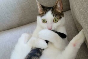 Коты - странные товарищи! 20+ кошачьих фото, которые поднимут настрой