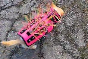 На чихуахуа надели шипованный жилет, чтобы спасти от птиц