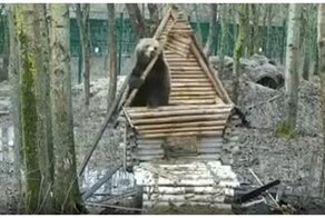 Медведь строит себе теремок