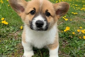 Забавные и милые собачки