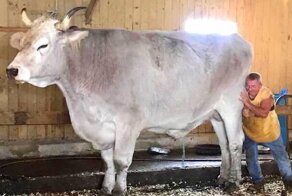 17 громадин, чей размер может поразить по-настоящему