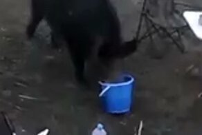 Встреча с семейством кабанов на рыбалке