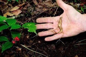 Почему корень дикого женьшеня – дико дорогое удовольствие?