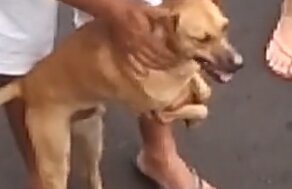 Собака не отходит от хозяина, которому оказывают помощь медики