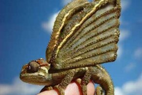 9 невероятных животных, созданных человеком