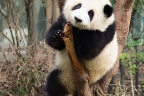 15 ответов на вопрос “Что хорошего происходят в мире прямо сейчас?”