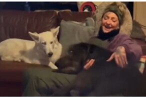 Коротко о размерах ирландских волкодавов