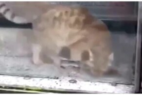 Очередное доказательство того, что коты - это жидкость