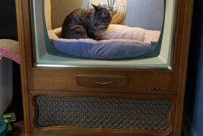 Клиент доволен: кошке смастерили домик из ретро-телевизора