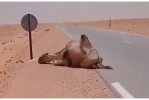 Мужчина принёс воды изнывающему от жары верблюду