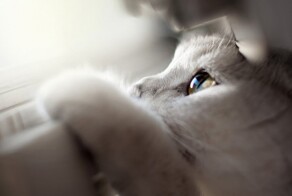 Господа, вы звери