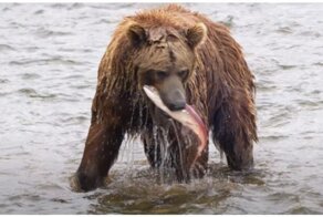 Медведь пронесся мимо фотографов во время погони за рыбой