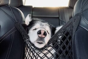 Поездка на машине обязана быть крутой и смешной, если один из пассажиров — собака