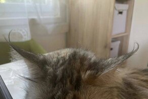 Безумно редкие моменты, стать свидетелем которых можно лишь по чистой случайности