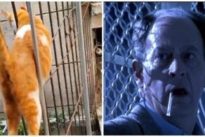 Мужчина снял необычную прогулку кота