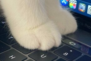 20+ фото мягких кошачьих лапок, которые избавят вас от стресса