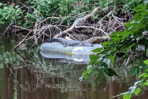 Странные фотографии, происходящее на которых требует объяснения