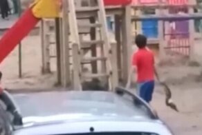 В Твери дети играли трупом голубя, которого сами убили