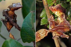 Сатанинский геккон: почему необычную рептилию прозвали так мрачно