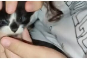 Милый котёнок с тремя глазами