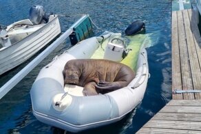 Власти Норвегии усыпили любимицу туристов моржиху Фрейю "из соображений безопасности"