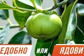 Перекусим? Тест на знание съедобных фруктов