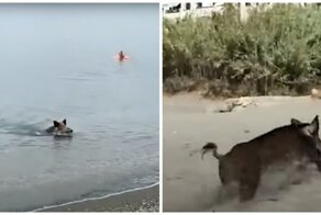 Крупный кабан выплыл из моря и пустился наутёк по пляжу