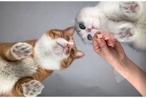 Наглый кот не хочет делиться едой