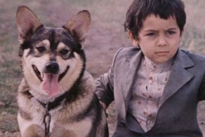 Бездомные звёзды кино: четвероногие актёры из советских фильмов