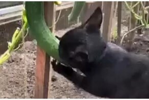 Кот жадно грызёт свежий огурец