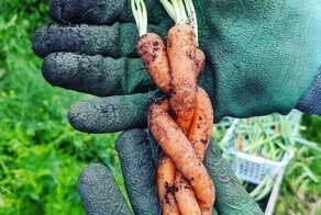 20+ любопытных фото из садов и огородов