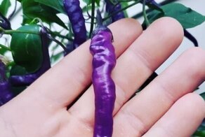 20 необычных кадров с вещами, которые не каждый день увидишь