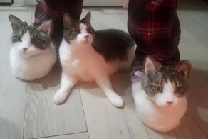 Странные и смешные кадры с котейками, которые заставят улыбнуться