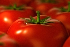 Помидоры растут на дереве - вымысел или реальность? (3 фото)