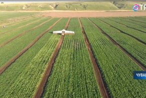 Женсколежачий метод сбора огурцов