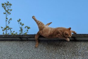 14 удачно сделанных фотографий, герои которых находятся в шаге от поджидающей их неприятности