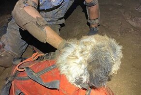 В пещерах обнаружили слабую собаку, которая едва двигалась