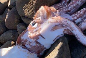 На берег Кейптауна выбросило редкого гигантского кальмара