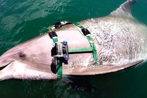 Ученые изучили рацион боевых дельфинов с помощью GoPro