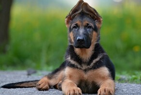 Забавные и милые собачки