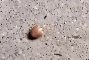 Мужчина подставил муравья, обнаружившего еду