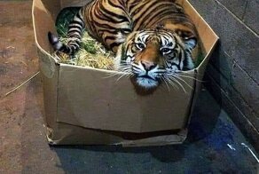 "Мне так удобно!": животные, которые вместились в неожиданные места