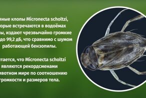 Удивительные факты о растениях и животных, похожие на ложь