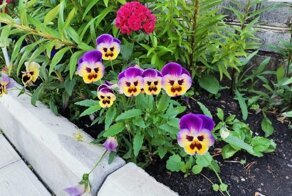 15 фотографий эмоциональных предметов