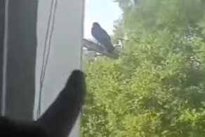 Неравнодушный гражданин раскрыл голубиную измену