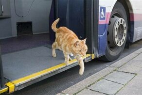 Кот, который больше пяти лет каждое утро ездит на автобусе