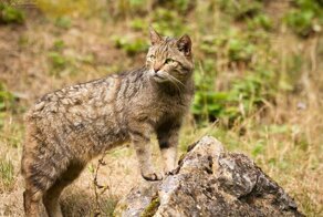 4 дикие кошки, которые живут в лесах и степях России