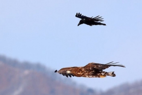 Обнаглевшая ворона (4 фото)